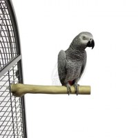 back-zoo-nature-java-single-perch-medium